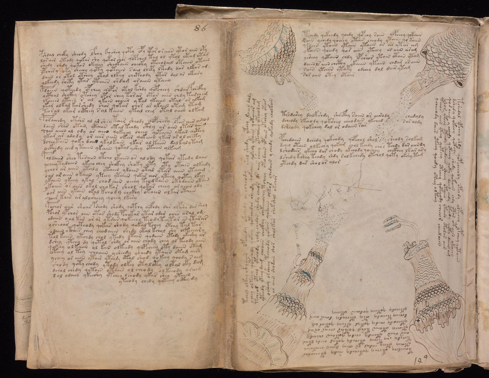 Voynich Manuscript folio f86v (part) — Beinecke MS 408